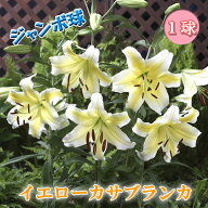 イエロー カサブランカ 球根 【 ジャンボ 球】1球 オリエンタル リリー 黄 ユリ lily 百合 花の大和