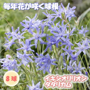 y\Ez CLVII ^^J  8 AςȂ HA 񂹐A v^[ Ԓd NԂ炭 Ԃ̑a y10㒆{菇z