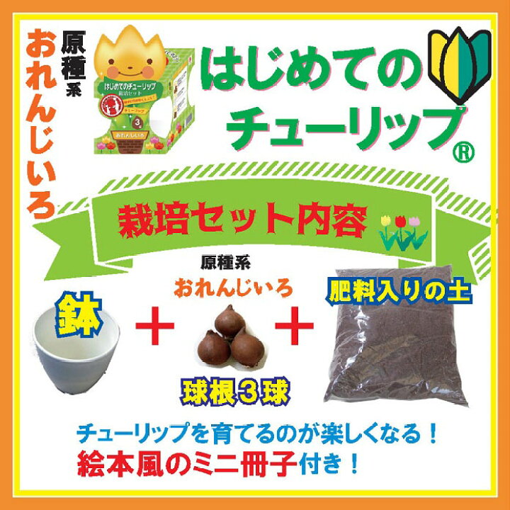 楽天市場 チューリップ 球根 セット はじめてのチューリップ栽培セット 球根 4号鉢 培養土 絵本風ミニ冊子 おれんじいろ 橙色 オレンジ 栽培 キット 予約商品 早割価格 10月後半より順次発送 花の大和 楽天市場店 楽天市場 チューリップ 球根 セット はじめてのチューリップ栽培セット 球根 4号鉢 培養土 絵本風ミニ冊子 おれんじいろ 橙色 オレンジ 栽培 キット 予約商品 早割価格 10月後半より順次発送 花の大和 楽天市場店