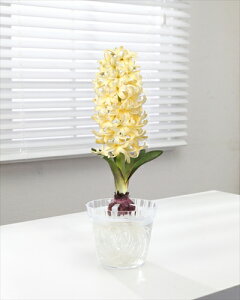 球根 ヒヤシンス 水栽培の人気商品 通販 価格比較 価格 Com