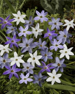 球根 アイフェイオンの人気商品 通販 価格比較 価格 Com