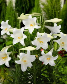 楽天市場 テッポウユリ 球根の通販