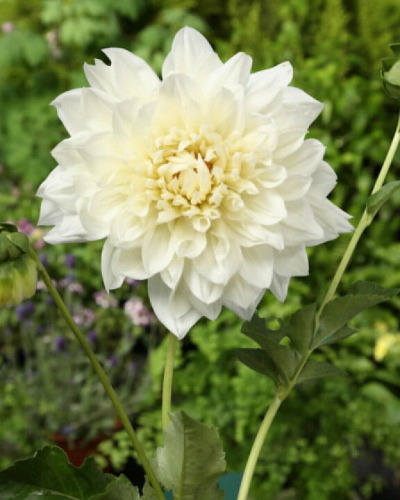 楽天市場 球根 春植え 花の大きい ダリア 白陽 はくよう 1球 大輪 花の大和 楽天市場店 楽天市場 球根 春植え 花の大きい ダリア 白陽 はくよう 1球 大輪 花の大和 楽天市場店