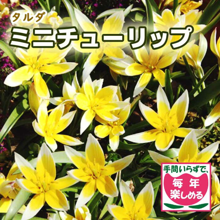 楽天市場 球根 植えっぱなし 秋植え ミニ チューリップ タルダ 7球 毎年花が咲く 予約商品 早割価格 10月後半より順次発送 花の大和 楽天市場店 楽天市場 球根 植えっぱなし 秋植え ミニ チューリップ タルダ 7球 毎年花が咲く 予約商品 早割価格 10月後半より順次発送 花の大和 楽天市場店