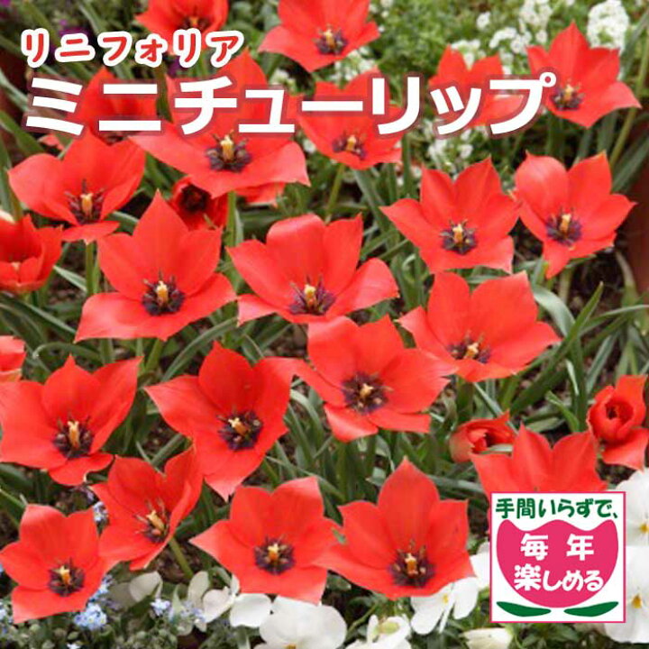 楽天市場 球根 秋植え ミニ チューリップ リニフォリア 7球 毎年花が咲く 予約商品 早割価格 10月後半より順次発送 花の大和 楽天市場店 楽天市場 球根 秋植え ミニ チューリップ リニフォリア 7球 毎年花が咲く 予約商品 早割価格 10月後半より順次発送 花の大和 楽天市場店