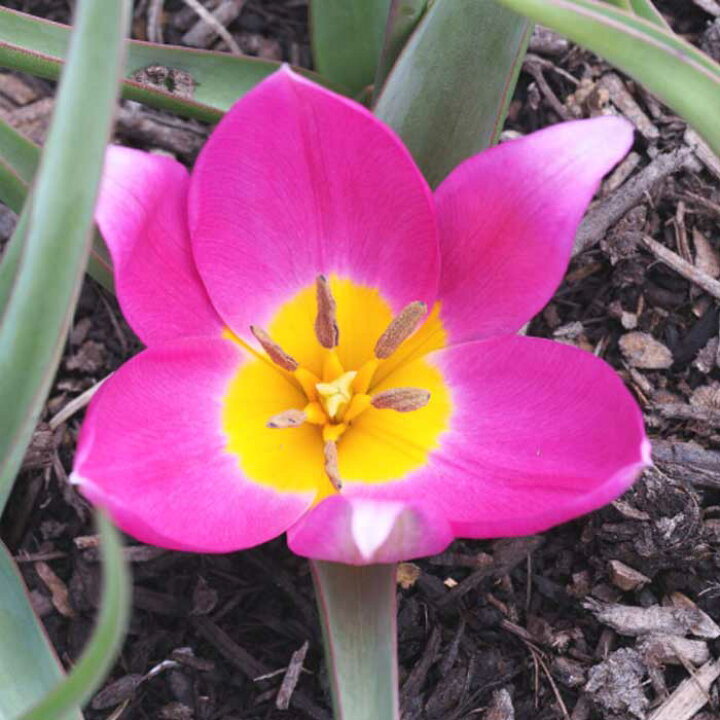 売れ筋がひ 球根 植えっぱなし 秋植え ミニ チューリップ サクサティリス 7球 毎年花が咲く 10月後半より順次発送 Tienda10 Com 売れ筋がひ 球根 植えっぱなし 秋植え ミニ チューリップ サクサティリス 7球 毎年花が咲く 10月後半より順次発送 Tienda10 Com