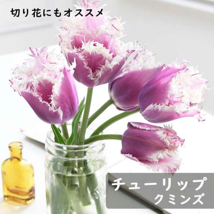 楽天市場 球根 秋植え チューリップ クミンズ 4球 芳香性 花の大和 楽天市場店 楽天市場 球根 秋植え チューリップ クミンズ 4球 芳香性 花の大和 楽天市場店