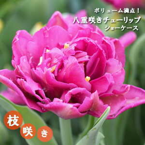 球根 チューリップ 八重の人気商品 通販 価格比較 価格 Com