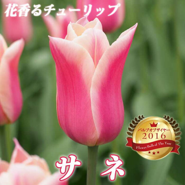 楽天市場 球根 秋植え チューリップ サネ ４球 芳香性 予約商品 早割価格 １０月後半より順次発送 花の大和 楽天市場店