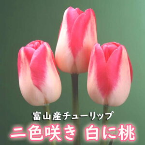 球根 秋植え球根の人気商品 通販 価格比較 価格 Com