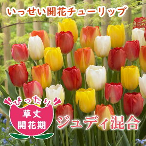 `[bv  J y WfB V[Y  7z Ԓd A ؉ Ԃ̑a