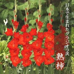 �O���W�I���X ���� �t�A�� �y���{�Ő��܂ꂽ�O���W�I���X�z �n�` 5�� gladiolus �Ԃ̑�a