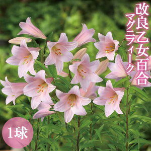  S }OjtB[N  1 HA ~A S Ig  Lily Ԃ̑a