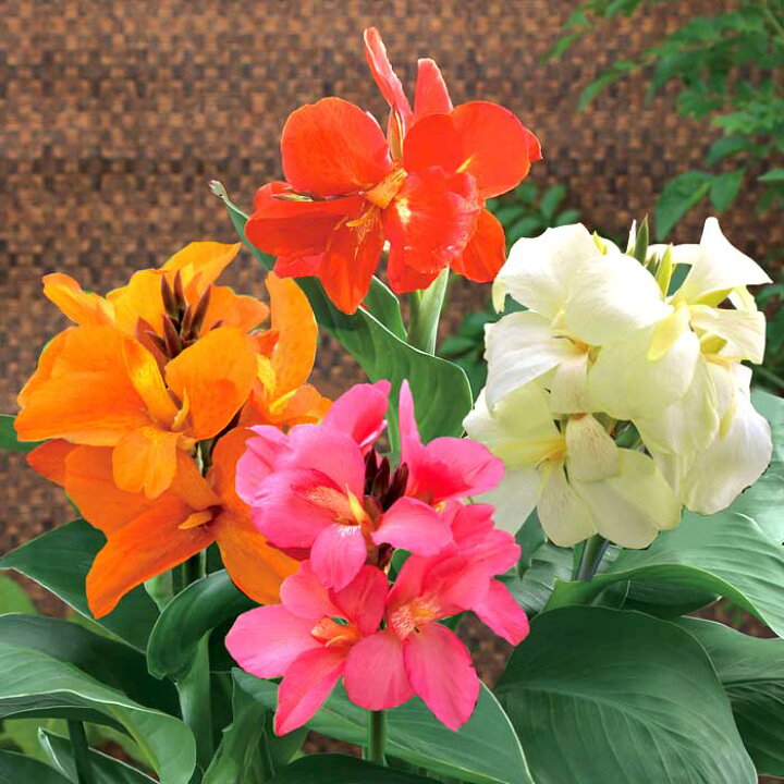 楽天市場】カンナ 球根 【 レッド 】1球 どんどん花が咲く 赤 春植え 