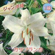 カサブランカ 球根 【 ジャンボ 球】1球 オリエンタル リリー 白 ユリ lily 百合 花の大和