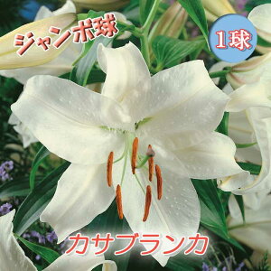 �J�T�u�����J ���� �y �W�����{ ���z1�� �I���G���^�� �����[ �� ���� lily �S�� �Ԃ̑�a