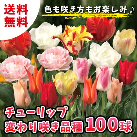 チューリップ 球根 変わり咲き 100球 【色・咲き方はお楽しみ】 お買い得 秋植え 花の大和 【送料無料】