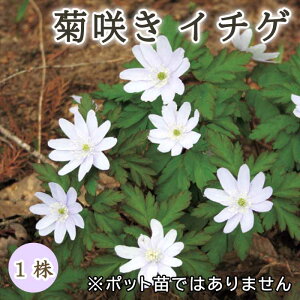 e炫 C`Q e ( LNULC`Q )  1 ~A h N a Ԃ̑a