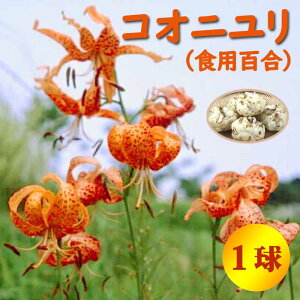 y\Ez RIj i Hp S j  1 SS  HA ~A S Lily [  Ԃ̑a y11{菇z