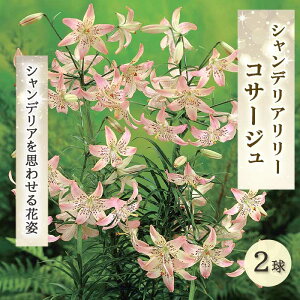 VfA [ y RT[W z  2  ؂₩ W sN   lily S Ԃ̑a