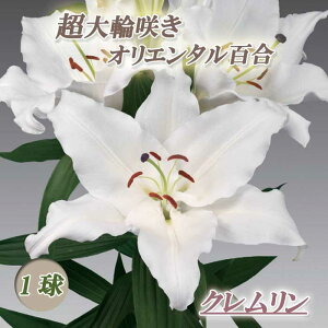 y\Ez  IG^[ y N z  1 Ԃ傫 HA ~A  S  [ Ԃ̑a y10㒆{菇z