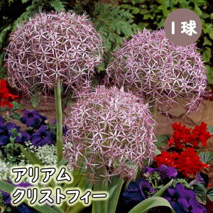 AA AE y NXgtB[ z  1 {[_[K[f HA SҌ ؂Ԃɂ Ԃ̑a