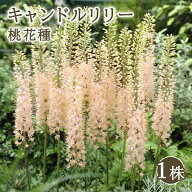 【10月下旬より順次発送・早割】 キャンドルリリー 桃 花種 1株 球根 ピンク エレムルス デザートキャン…
