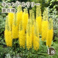 【10月下旬より順次発送・早割】 キャンドルリリー 黄 花種 1株 球根 イエロー エレムルス デザートキャ…
