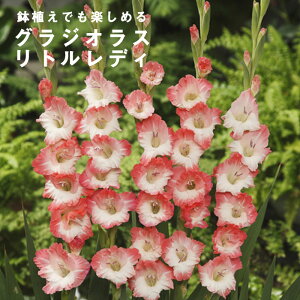 �O���W�I���X ���� �t�A�� �y ���g�����f�B �z5�� �l�C�i�� gladiolus �Ԃ̑�a