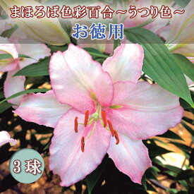 秋植え 球根 まほろば 色彩百合 お徳用 3球 うつり色 ゆり