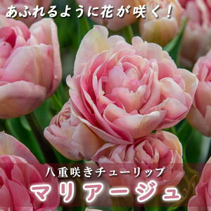 }炫 `[bv  }A[W 3 d炫 ӂ悤ɉԂ炭 v^[͔| 񂹐A Ԃ̑a