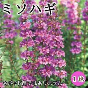 ~\nM S  1 ~A h N a Ԃ̑a