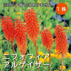 ニフォフィア アルケイザー 球根 1株 暑さに強い 耐暑性 宿根草 冬植え 毎年花が咲く宿根草