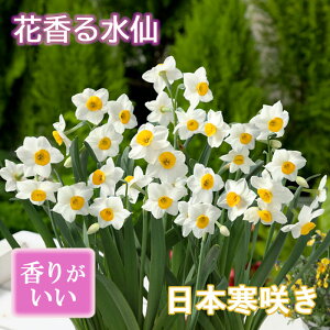 ԍ   y {炫 z2 XCZ ؂Ԃɂ HA 񂹐A F Ԃ̑a