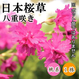 日本桜草 (ニホンサクラソウ) 桜草 球根 1株 八重咲き 桃系 多年草 冬植え