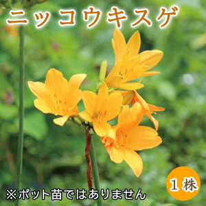 jbRELXQ   1 ~A h N a Ԃ̑a