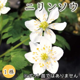 ニリンソウ 二輪草 球根 1株 冬植え 宿根草 多年草 和風