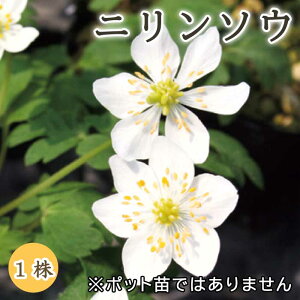 j\E ֑  1 ~A h N a Ԃ̑a