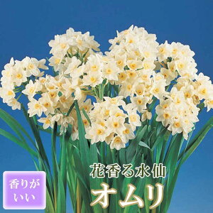 y\Ez ԍ   y I z2 XCZ ؂Ԃɂ HA t̉ 񂹐A F Ԃ̑a y10㒆{菇z
