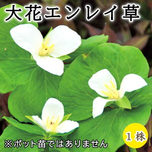 ԃGC ( IIoiGC\E ) ԉ  1 ~A h N a Ԃ̑a