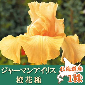 y\Ez W[}ACX  y  Ԏz1 kCY Ă₷ 劔 HA ~A IW Ԃ̑a y10㒆{菇z