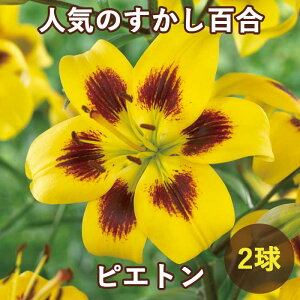 y\Ez S y sGg z  2 HA ~A CG[ S A Ԓd  Lily Ԃ̑a y10㒆{菇z