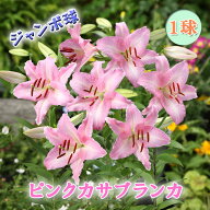 ピンク カサブランカ 球根 【 ジャンボ 球】1球 オリエンタル リリー 桃 ユリ lily 百合 花の大和