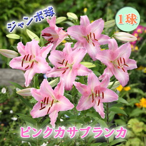 sN JTuJ  y W{ z1 IG^ [   lily S Ԃ̑a