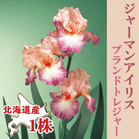 【予約・早割】 ジャーマンアイリス 球根 【 プランドトレジャー 】1株 北海道産 育てやすい 大株 秋植え 冬植え 花の大和 【10月上中旬より順次発送】