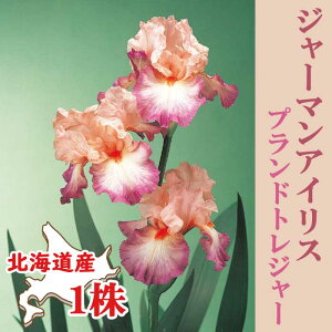 W[}ACX  y vhgW[ z1 kCY Ă₷ 劔 HA ~A Ԃ̑a