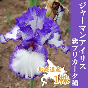 y\Ez W[}ACX  y  vJ[^ z1 kCY Ă₷ 劔 HA ~A Ԃ̑a y10㒆{菇z