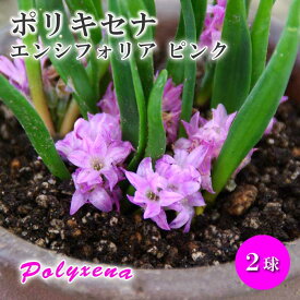 【予約・早割】 ポリキセナ エンシフォリア ピンク 球根 2球 夏植え バラエティ 秋咲き 毎年咲く 植えっぱなし 花壇 鉢植 花の大和 【8月上旬より順次発送】