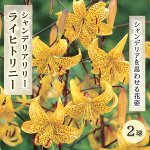y\Ez VfA [ y Cqgj[ z ˕S  2  ؂₩ yellow   lily S Ԃ̑a y10㒆{菇z
