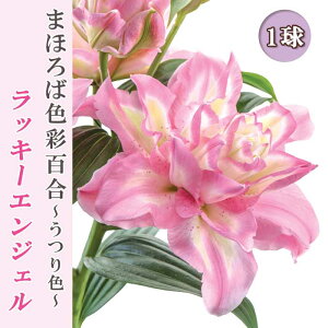 ԐFς S y bL[GWF z  1 ܂قΐFʕS F HA ~A  lily Ԃ̑a